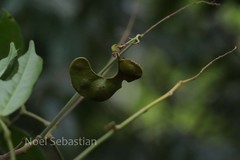 Archidendron monadelphum var. gracile